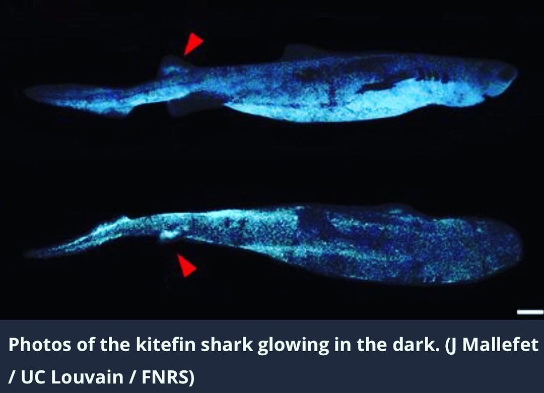 Glowing shark rendering