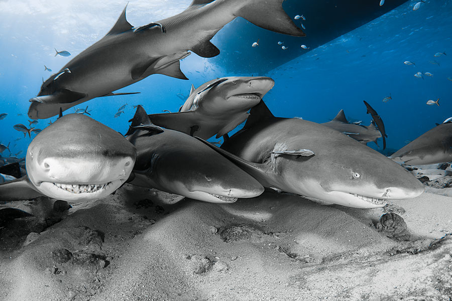 tiger beach sharks