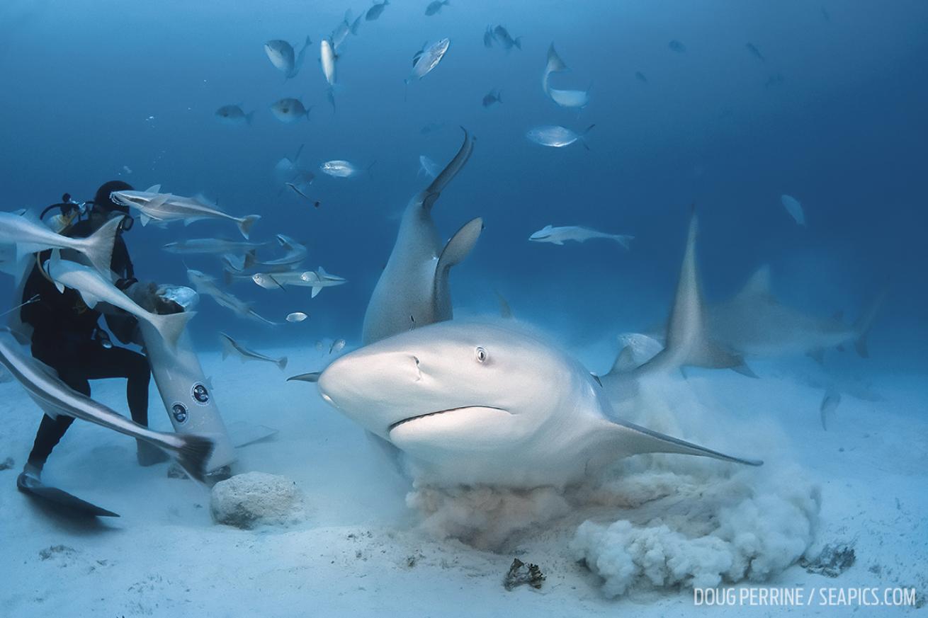 Divers Underwater with Bull Sharks in Mexico