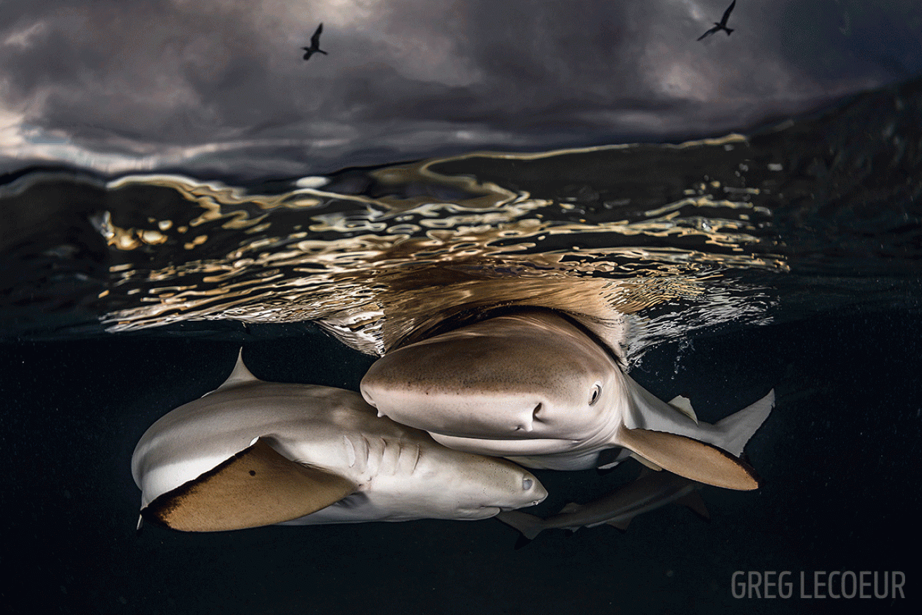 blacktip sharks underwater photo Tahiti
