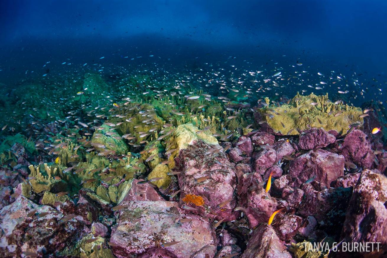 cardinalfish reef scuba diving underwater photography Marquesas
