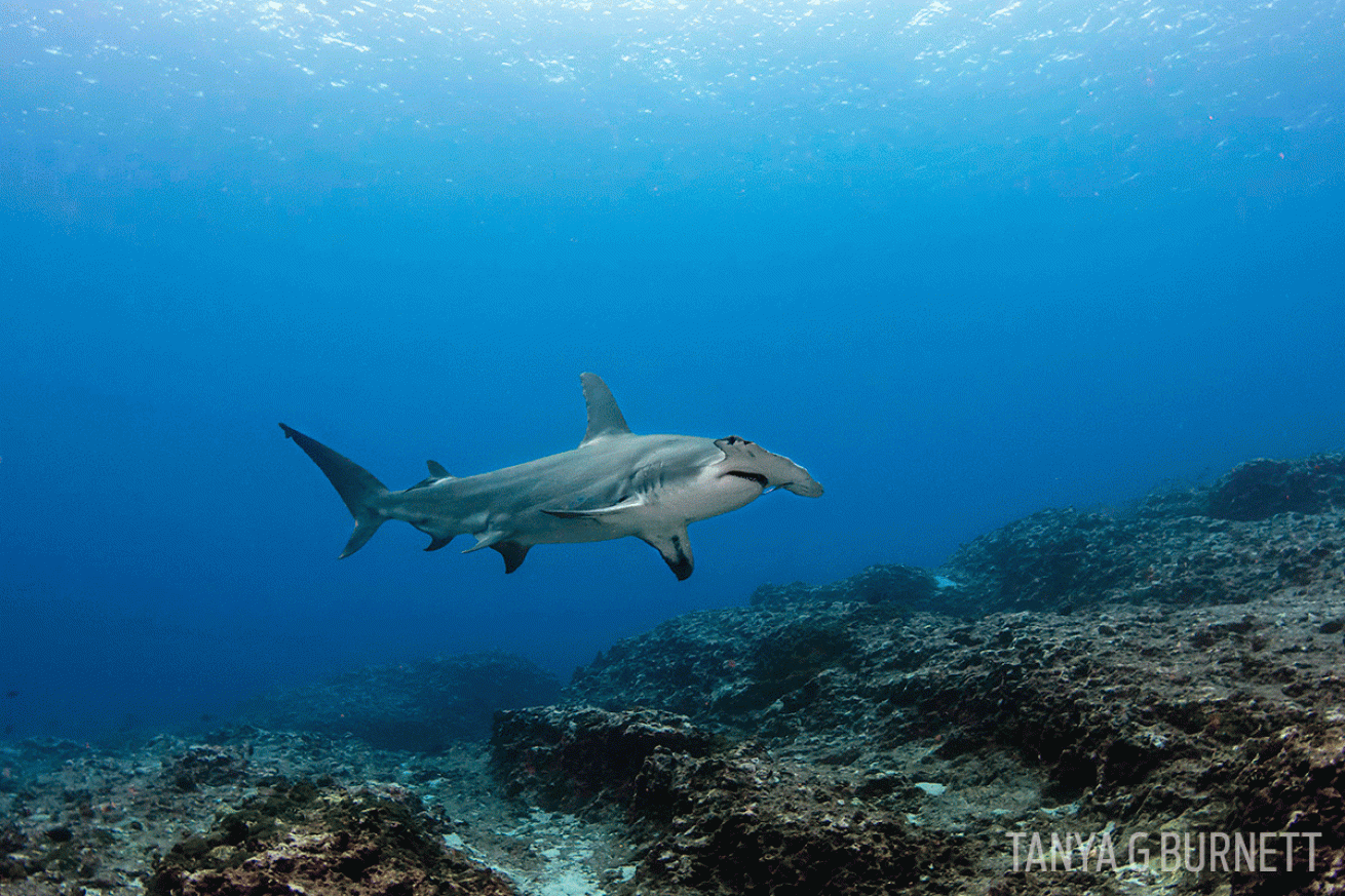 great hammerhead shark underwater photo Tahiti
