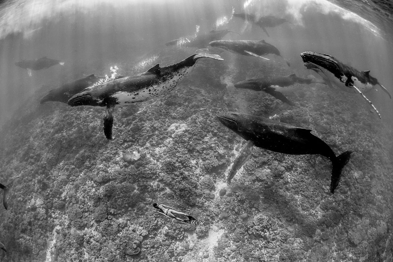 Humpback whales photo by Darren Jew 