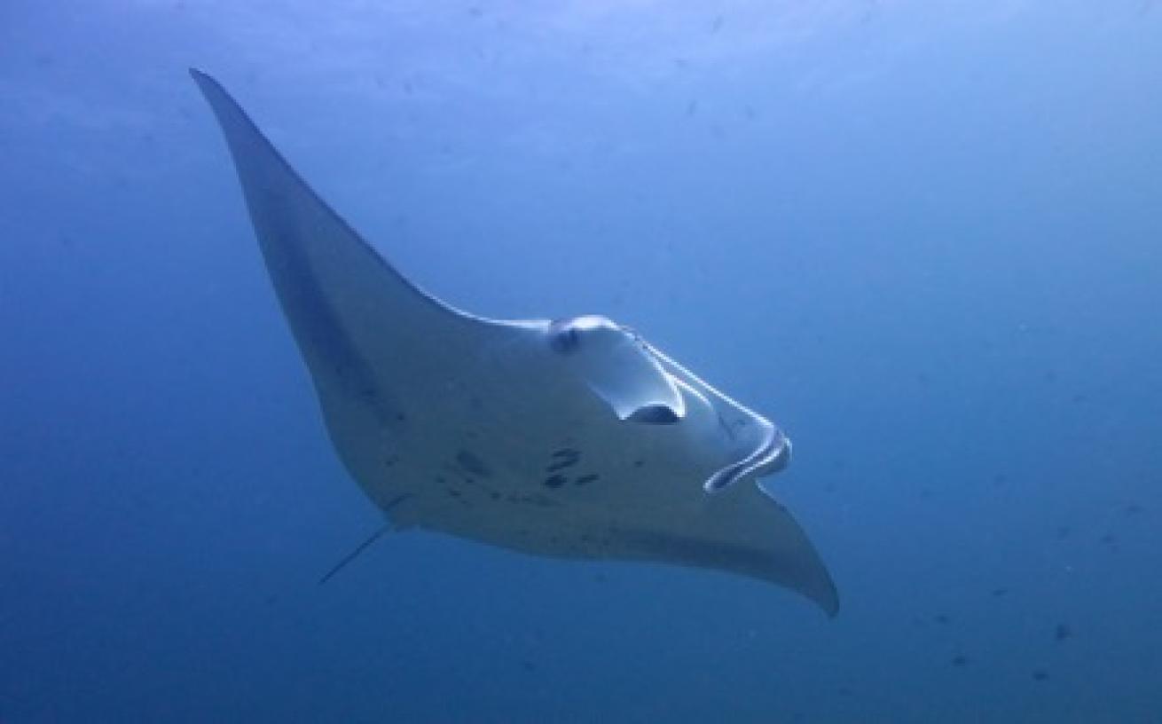 Manta ray