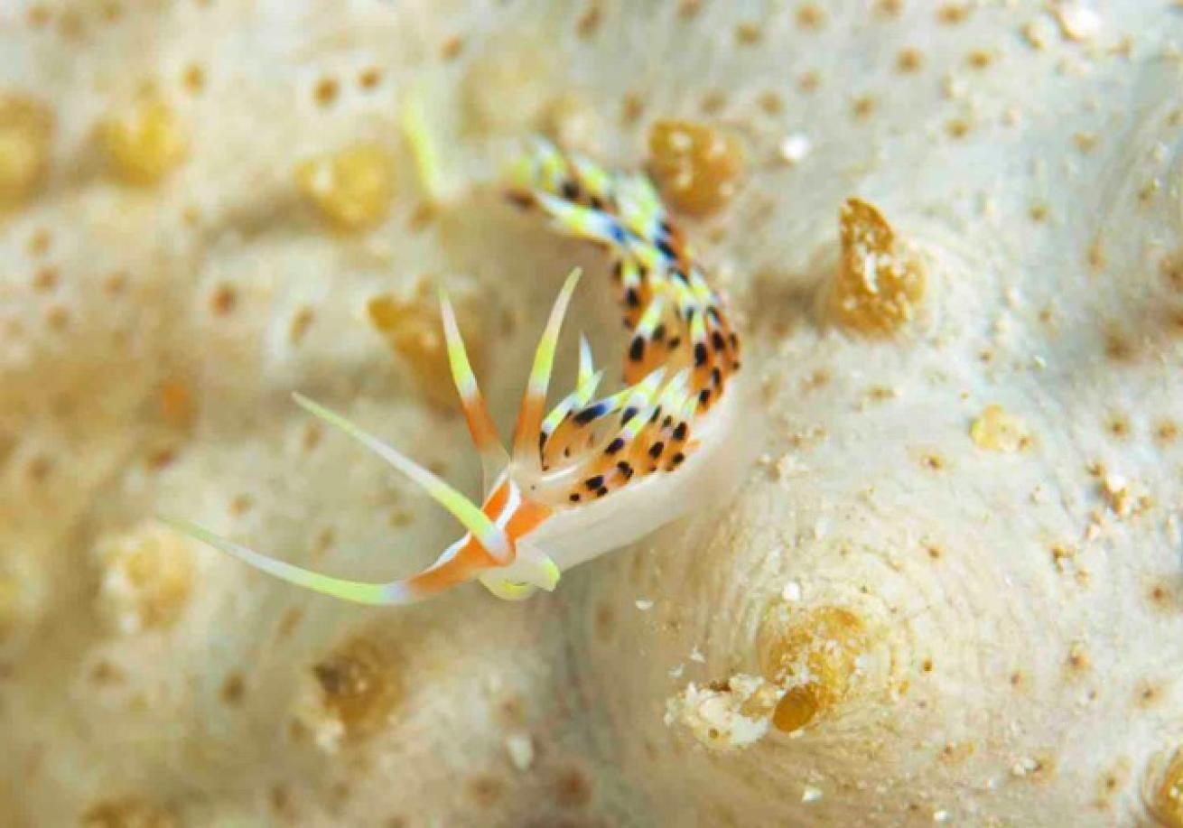 Nudibranch on sea cucumber