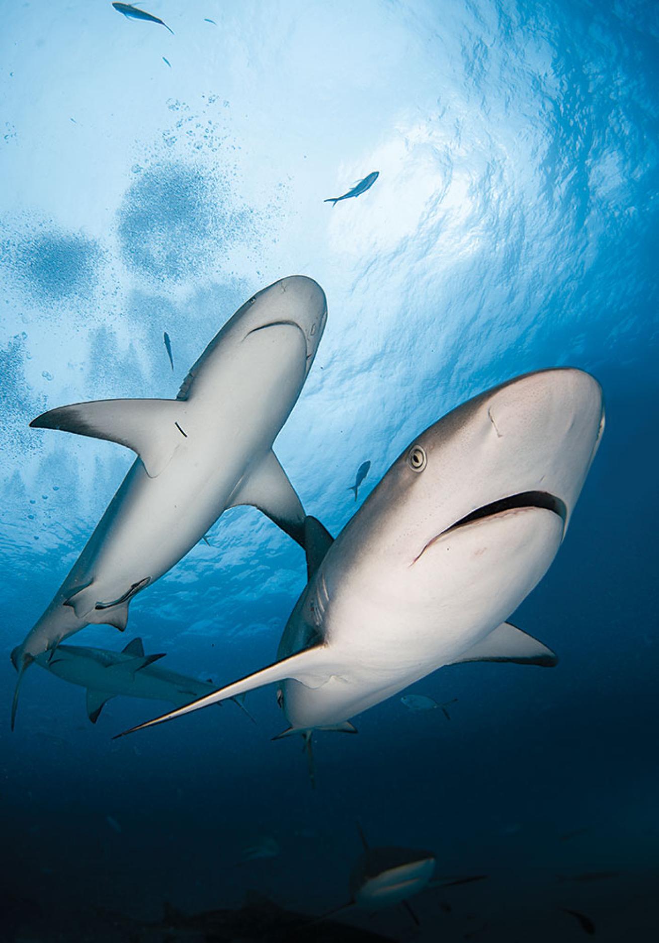 Caribbean Reef Sharks in the Bahamas