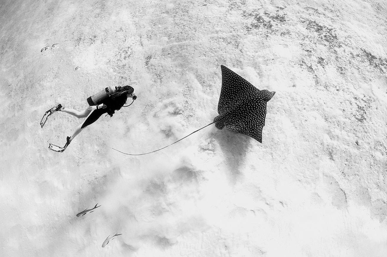 Diver with Eagle Ray in Cozumel