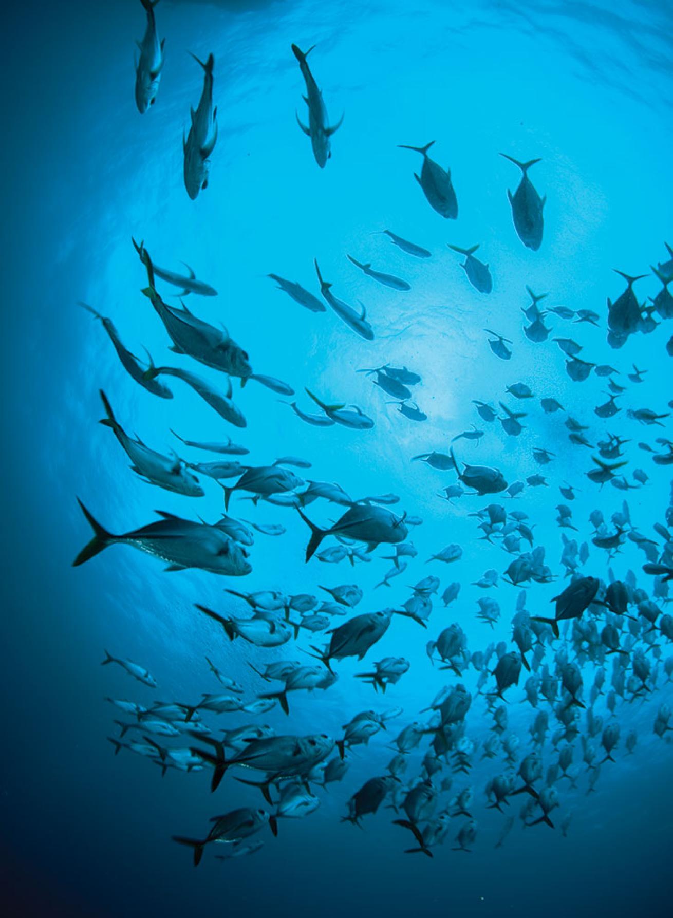 Underwater at Sail Rock in Petit St. Vincent