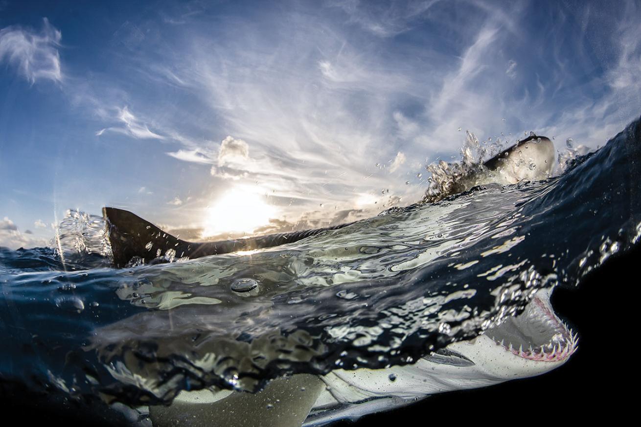 Lemon Sharks Underwater in the Bahamas