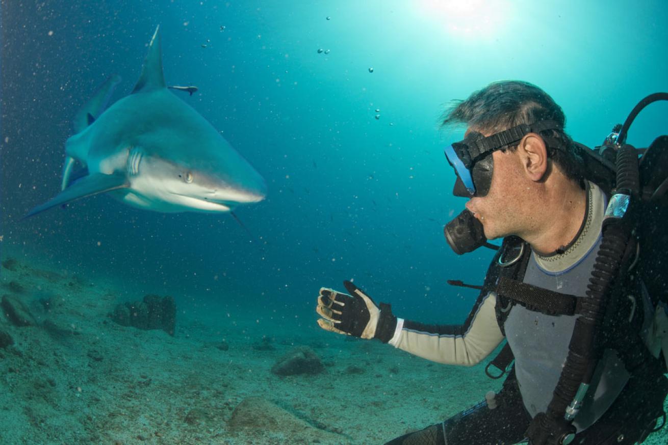 shark dive encounter
