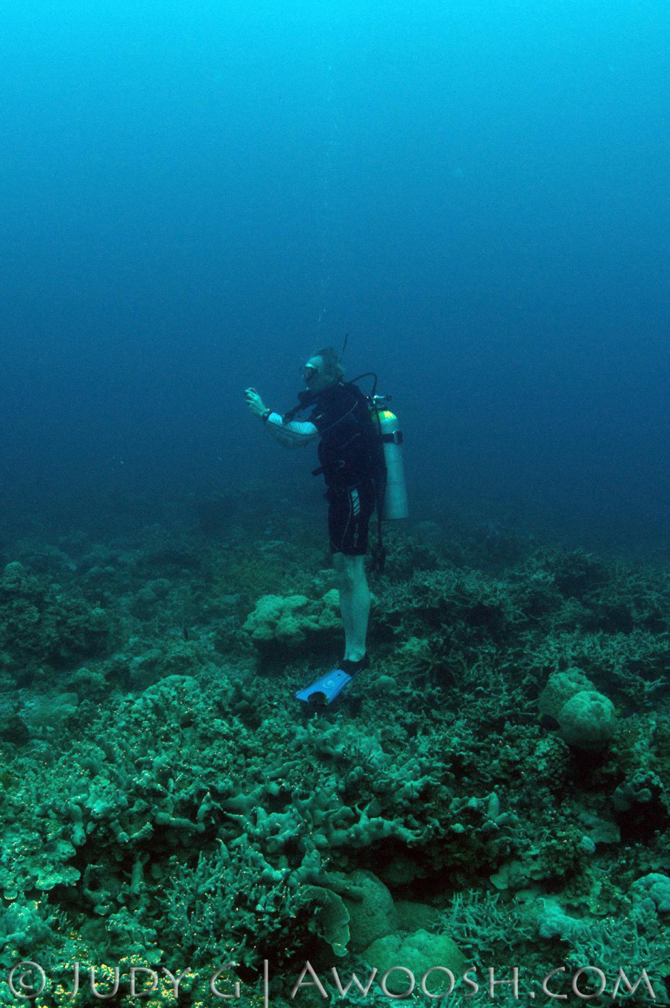 A Diver Wrongfully Standing on a Coral Reef