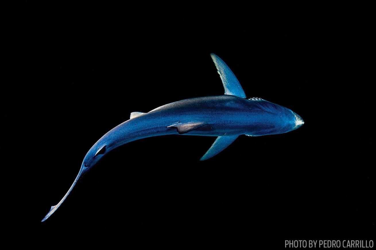 Blue Shark Underwater