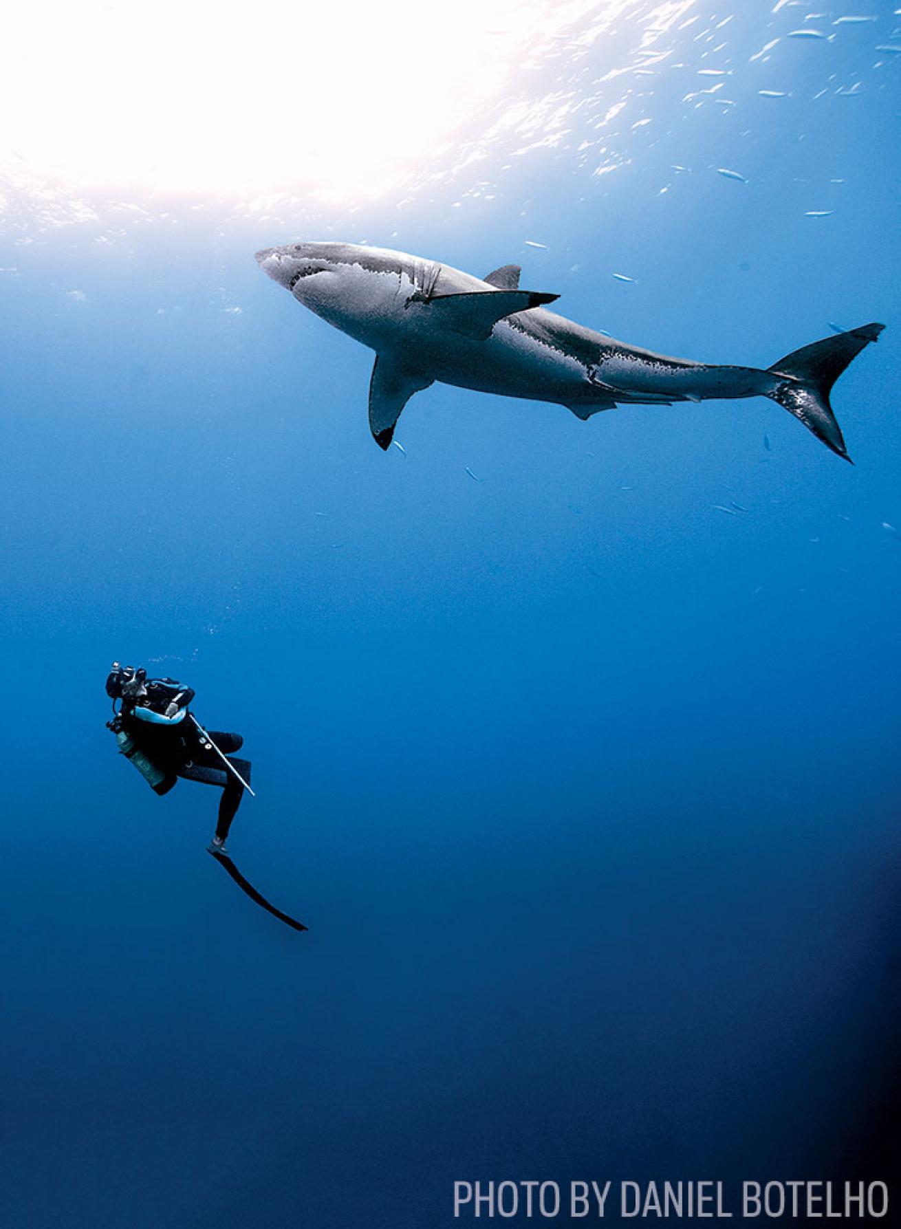 Diver Below Great White Shark in Mexico