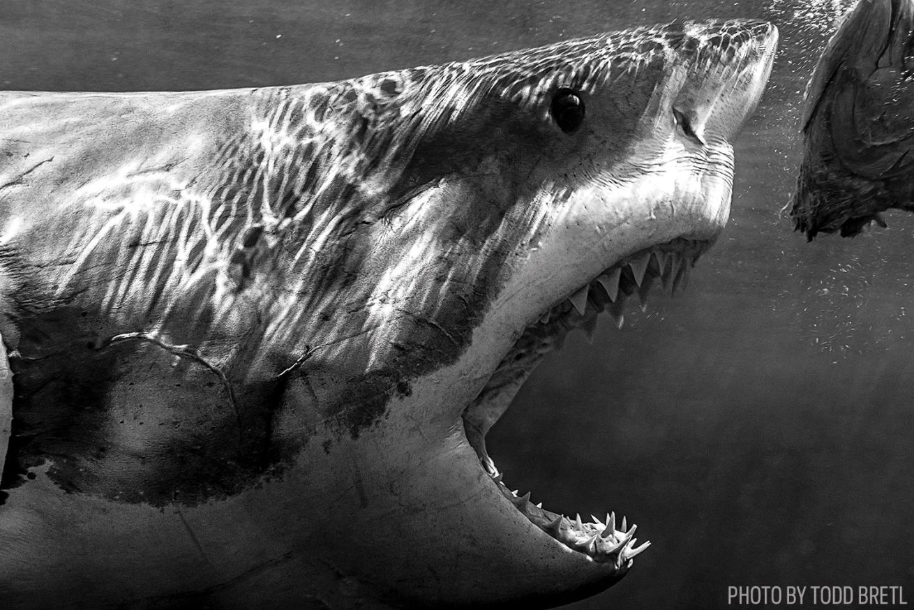 Open Jaw Great White Shark in Isla Guadalupe, Mexico