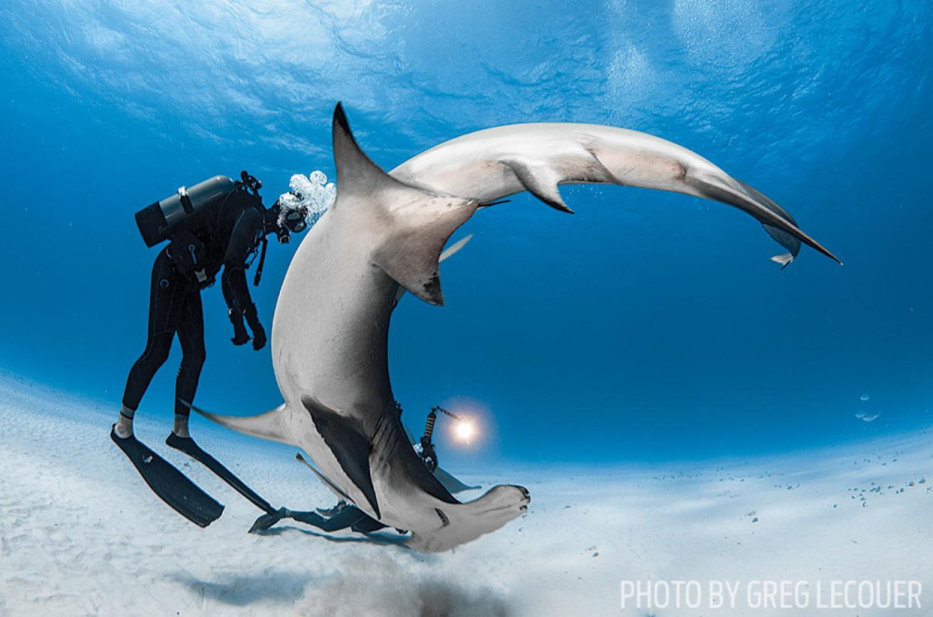 Curvy Hammerhead Shark in Bimini, Bahamas