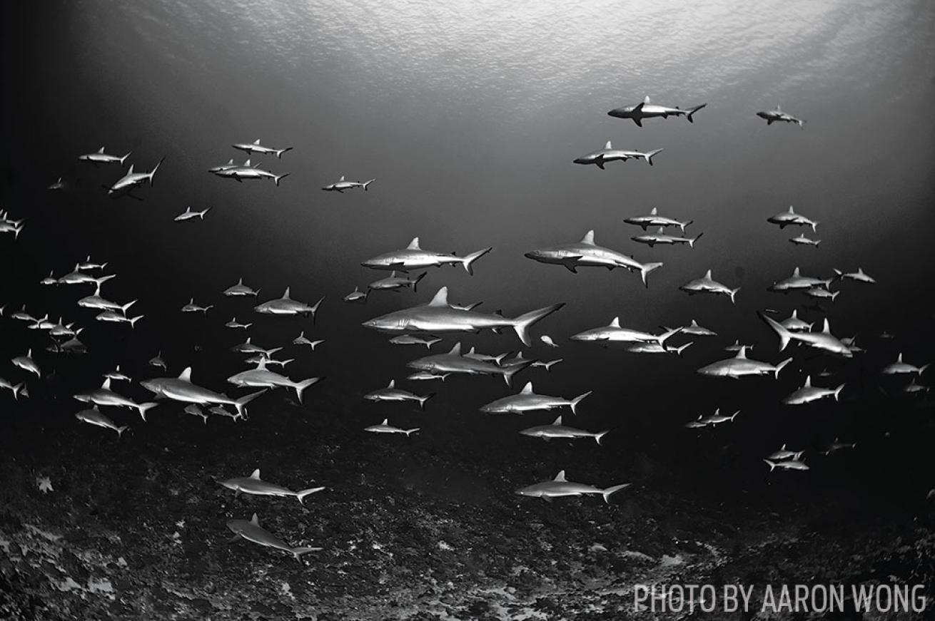 Wall of Sharks in French Polynesia
