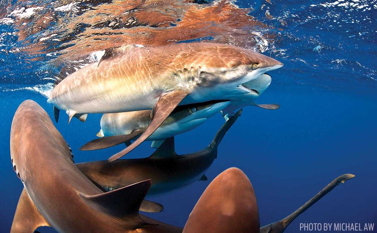 Silky Sharks in Cuba's Gardens of the Queen