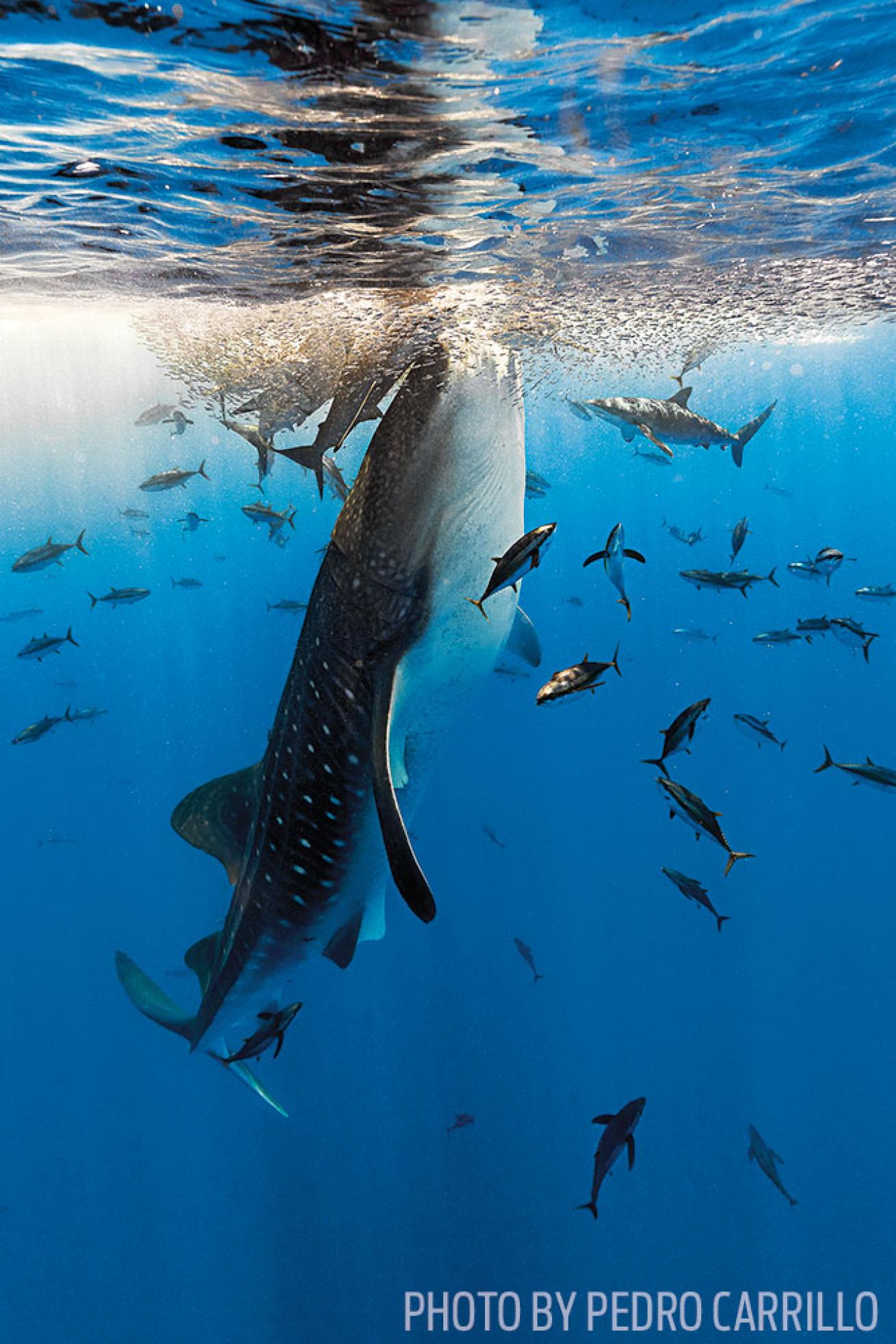 Whale Shark Feeding in Australia