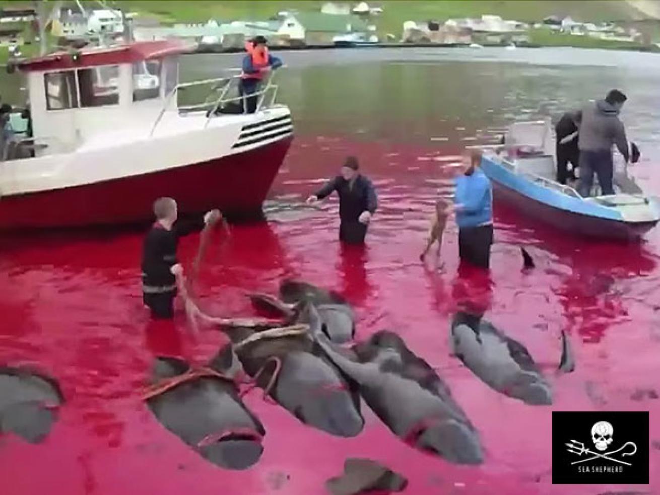 Pilot Whale Slaughter Faroe Islands Sea Shepherd