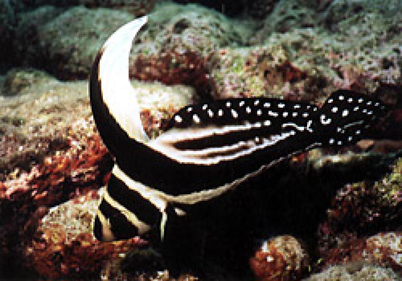 Adult spotted drum