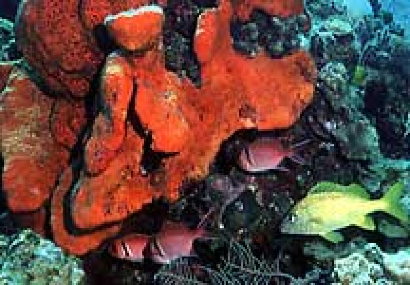 Orange elephant ear sponge with blackbar soldierfish and French grunt