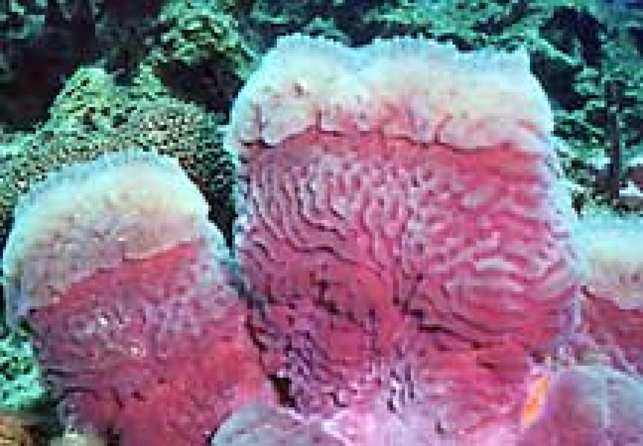 Purple rase sponge