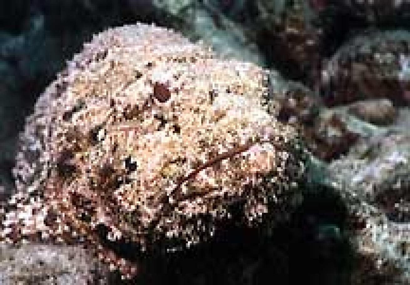 Resident spotted scorpionfish