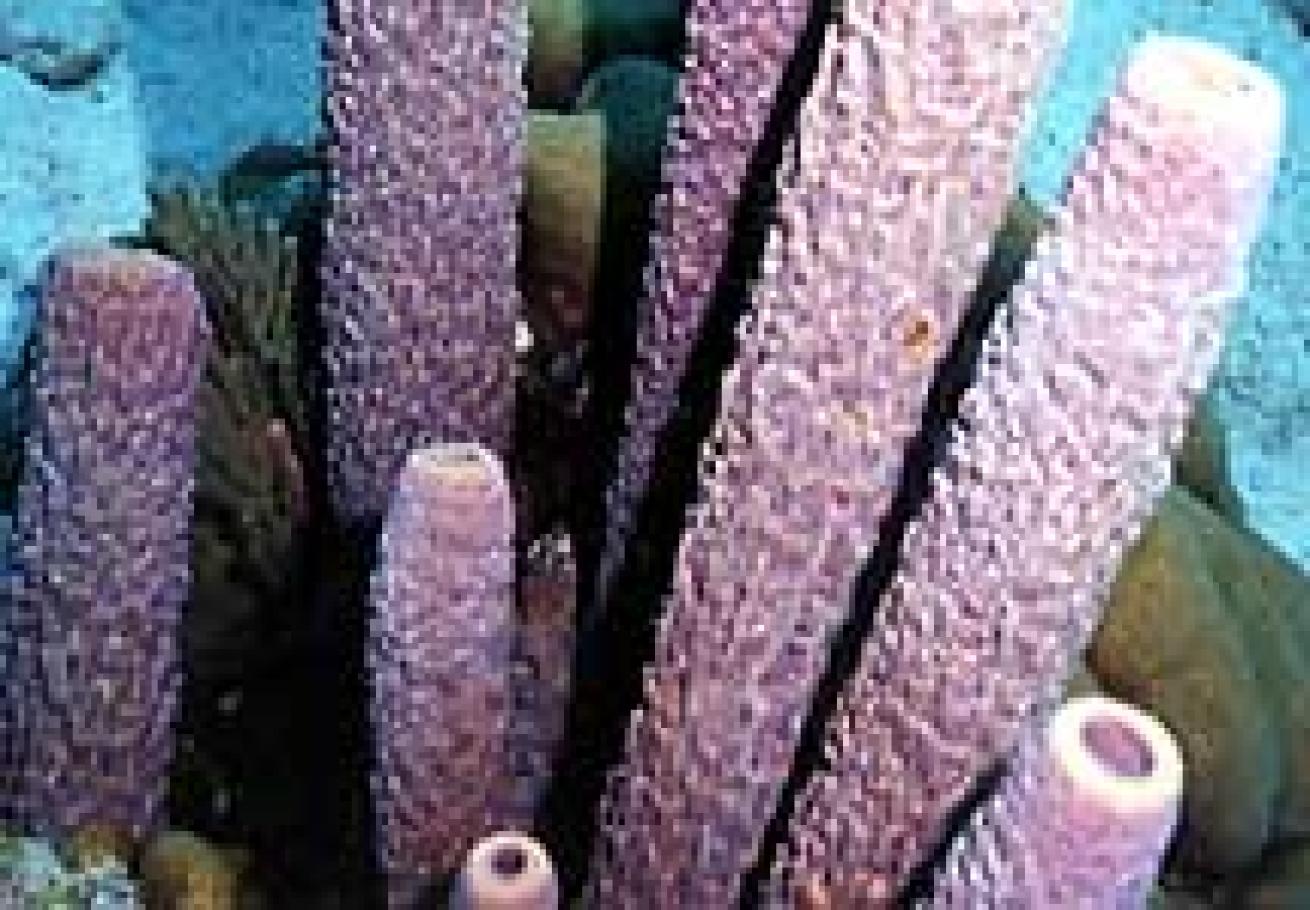 Purple tube coral