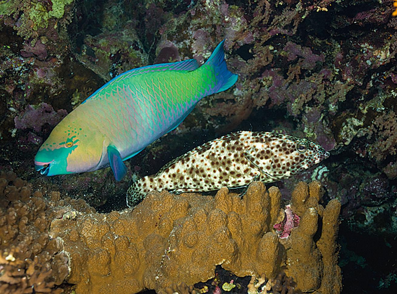 Rusty Parrotfish & Greasy Grouper