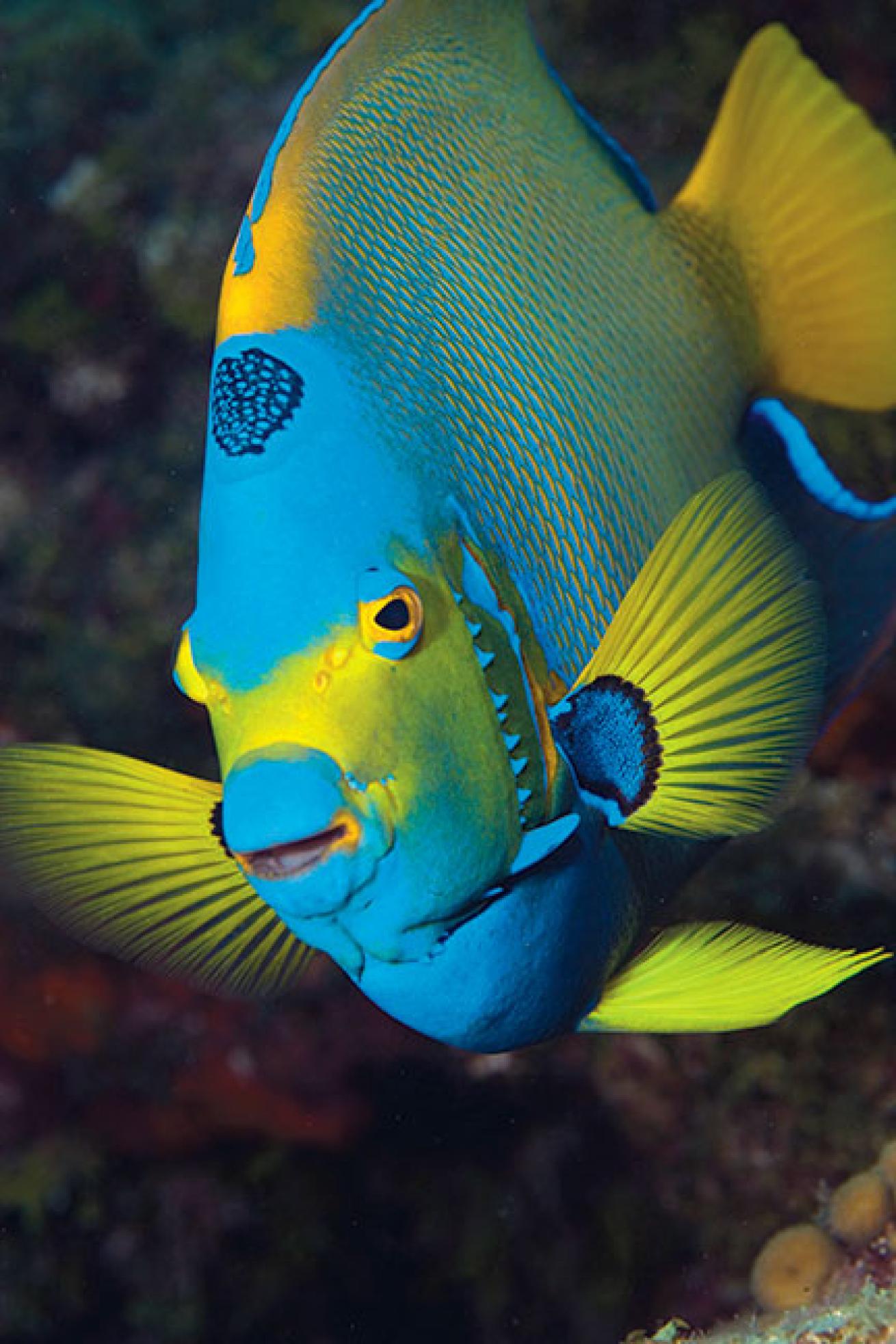 queen angelfish, Florida Keys