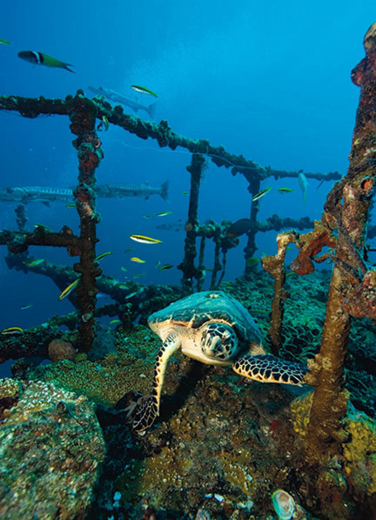 hawksbill turtle, Florida Keys