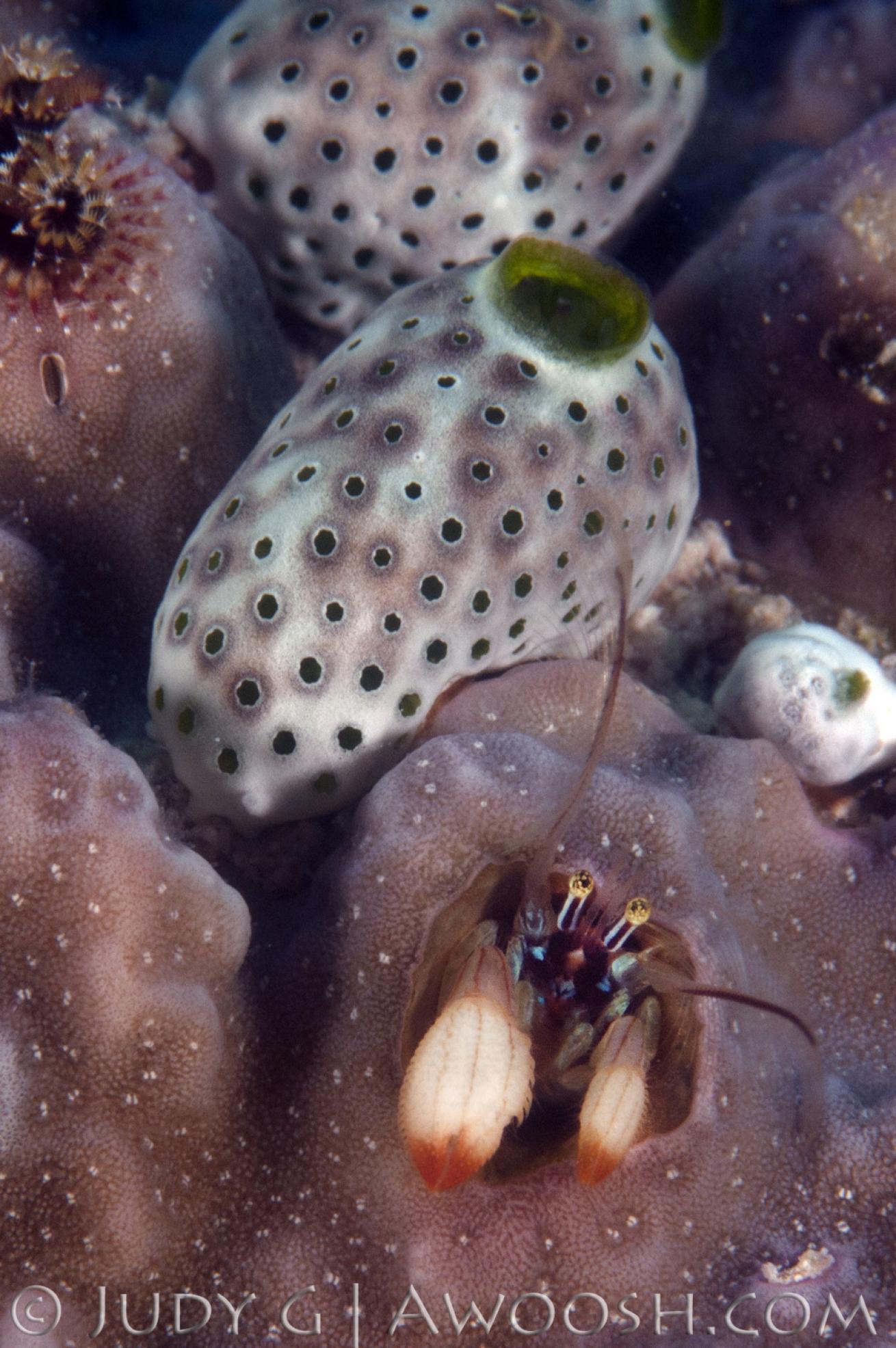 Coral Hermit Crab in Palau