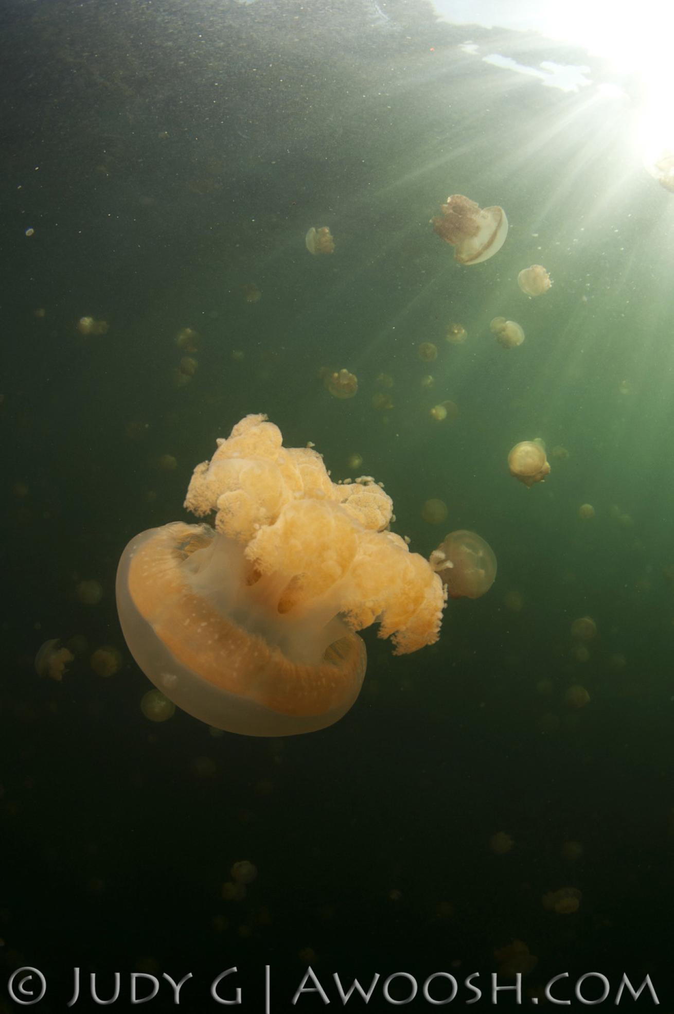 Jellyfish Lake Palau