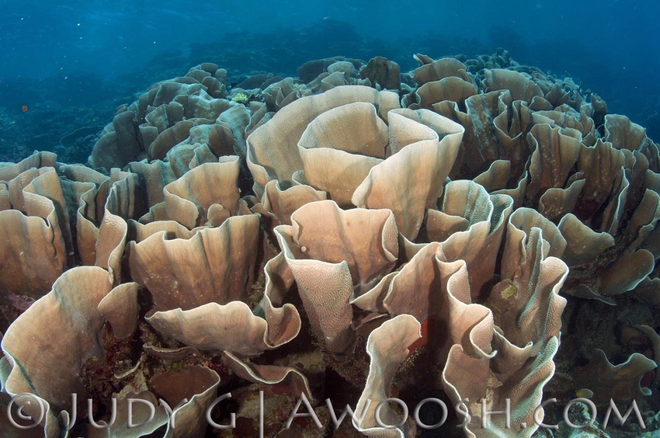 Lettuce Coral in Palau