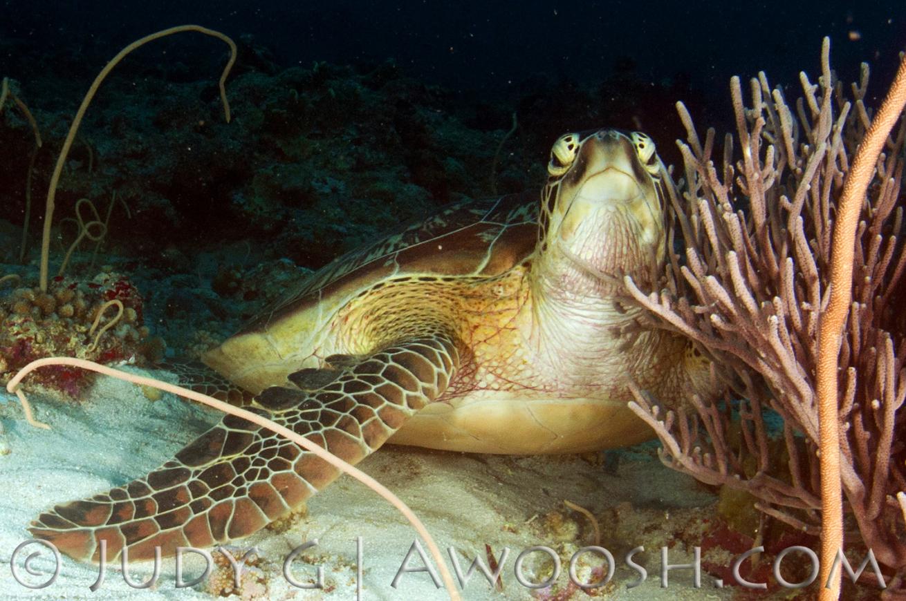 Sea Turtle Underwater in Palau