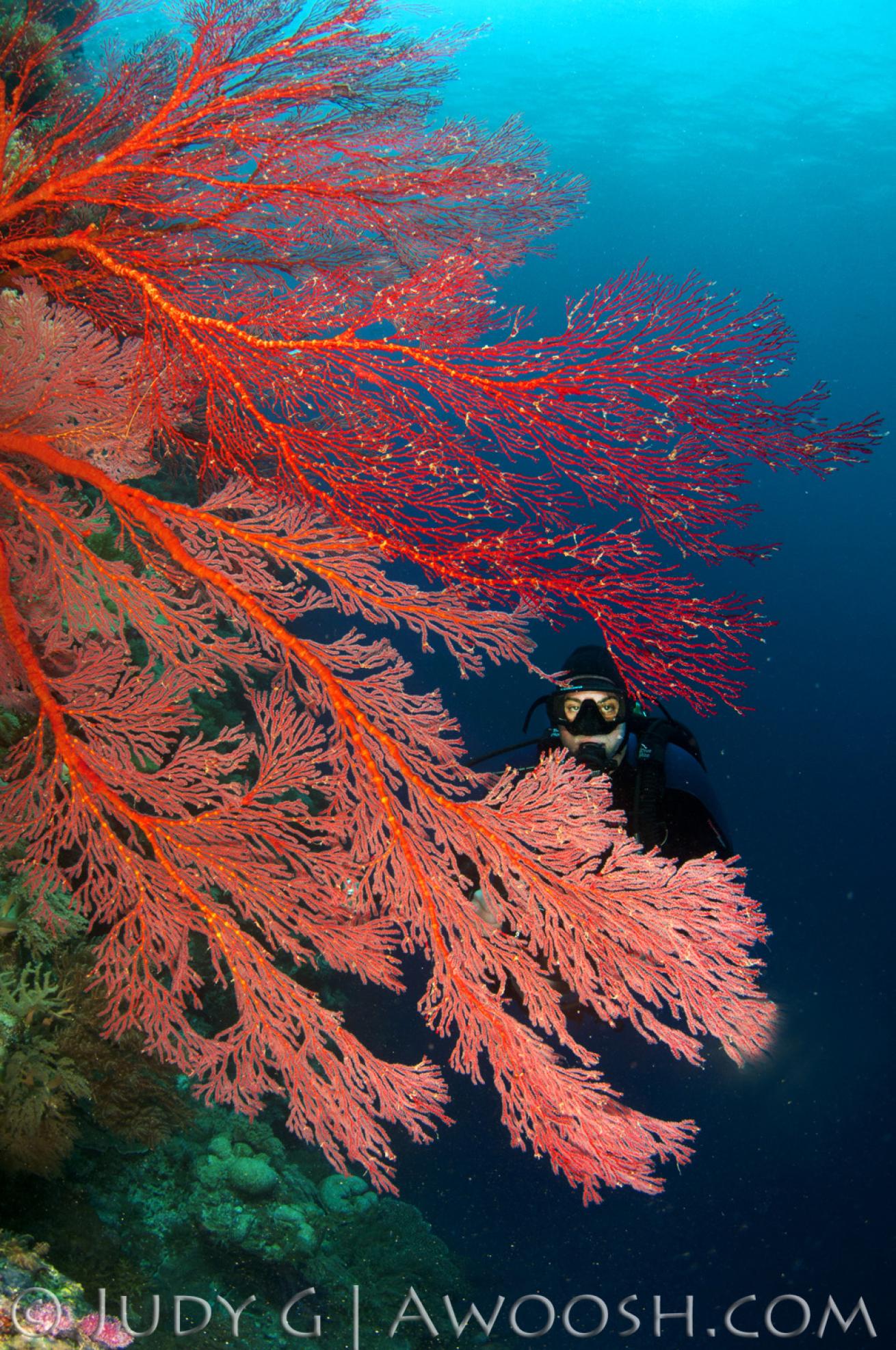 Gorgonian Sea Fans in Palau