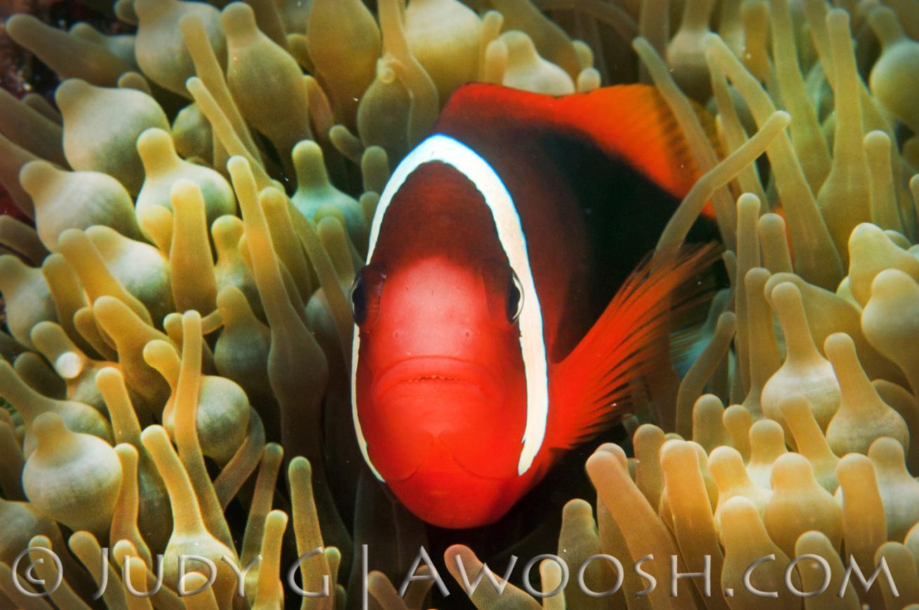 Tomato Anemone Fish in Palau