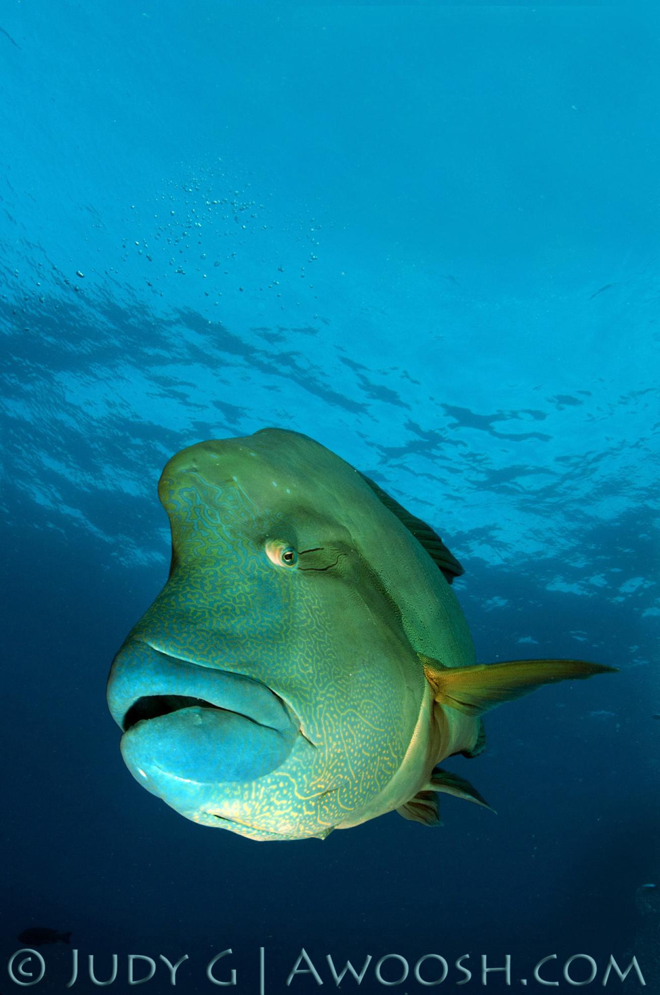 Napoleon Wrasse at Blue Corner, Palu