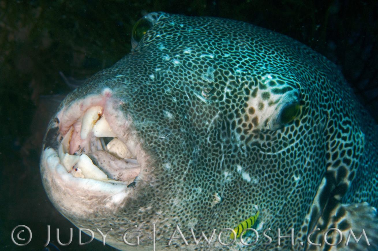 Large Spotted Pufferfish in Palau