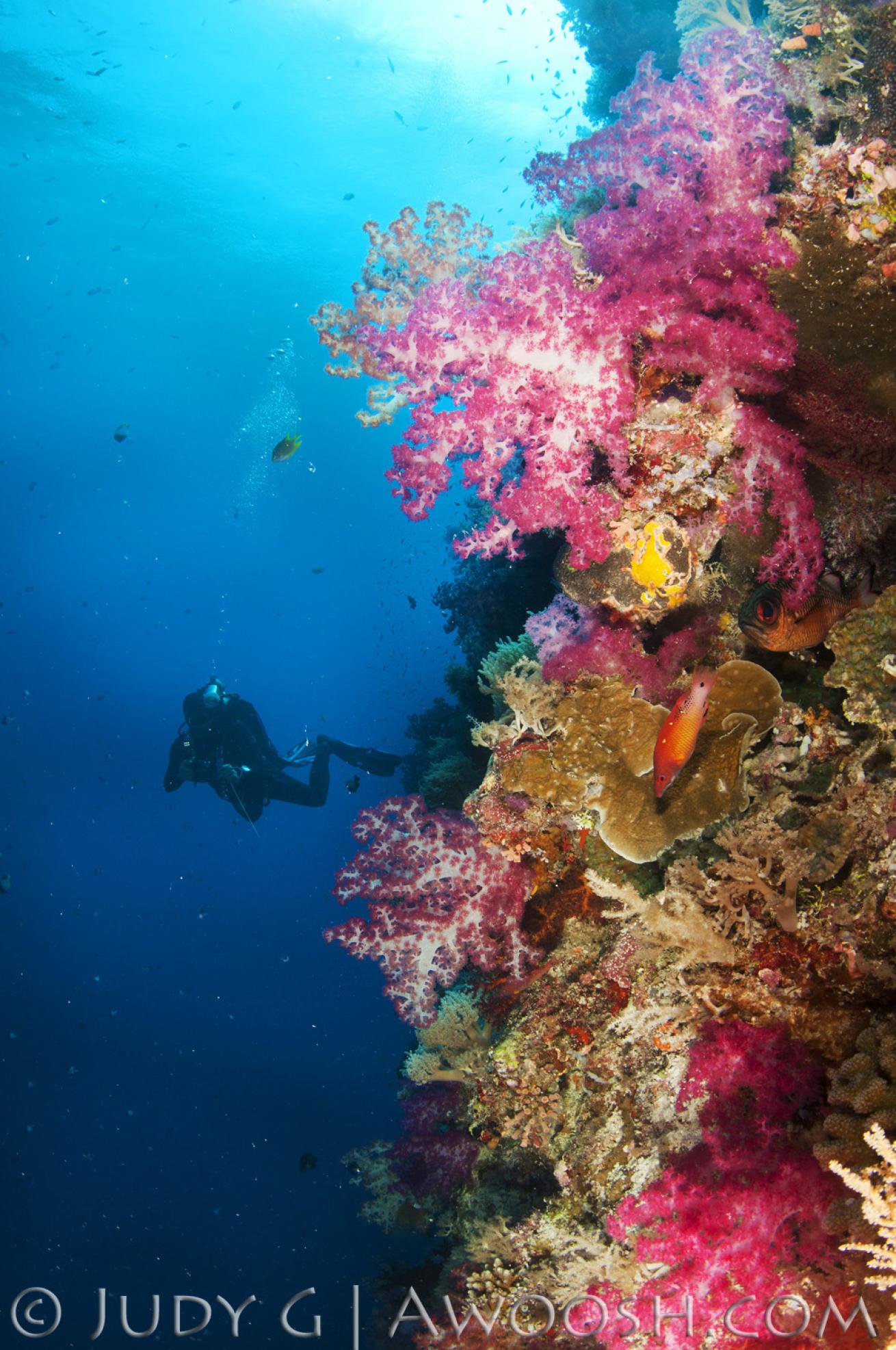 Pink Soft Corals in Palau