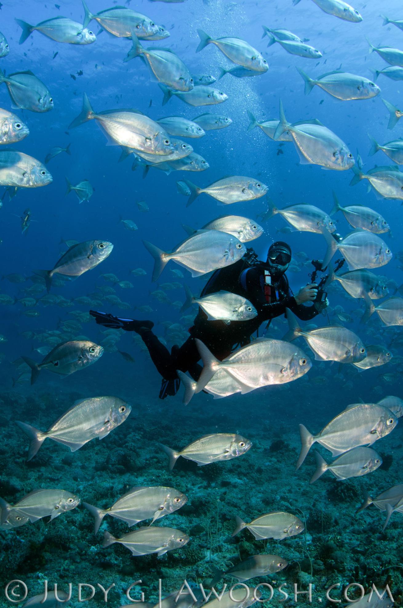 Schooling Fish in Palau