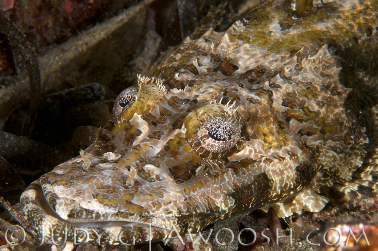 Crocodilefish in Palau