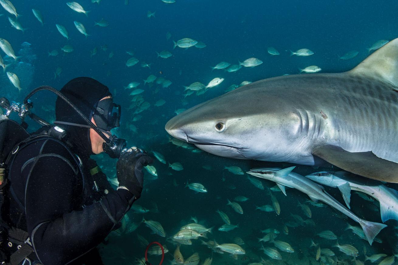 Randy Jordan Shark Feeding