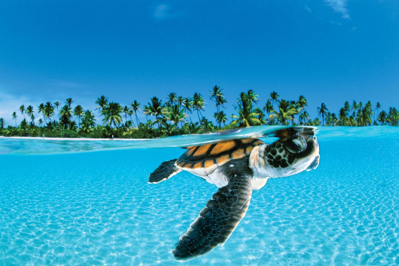 A young sea turtle near the surface.