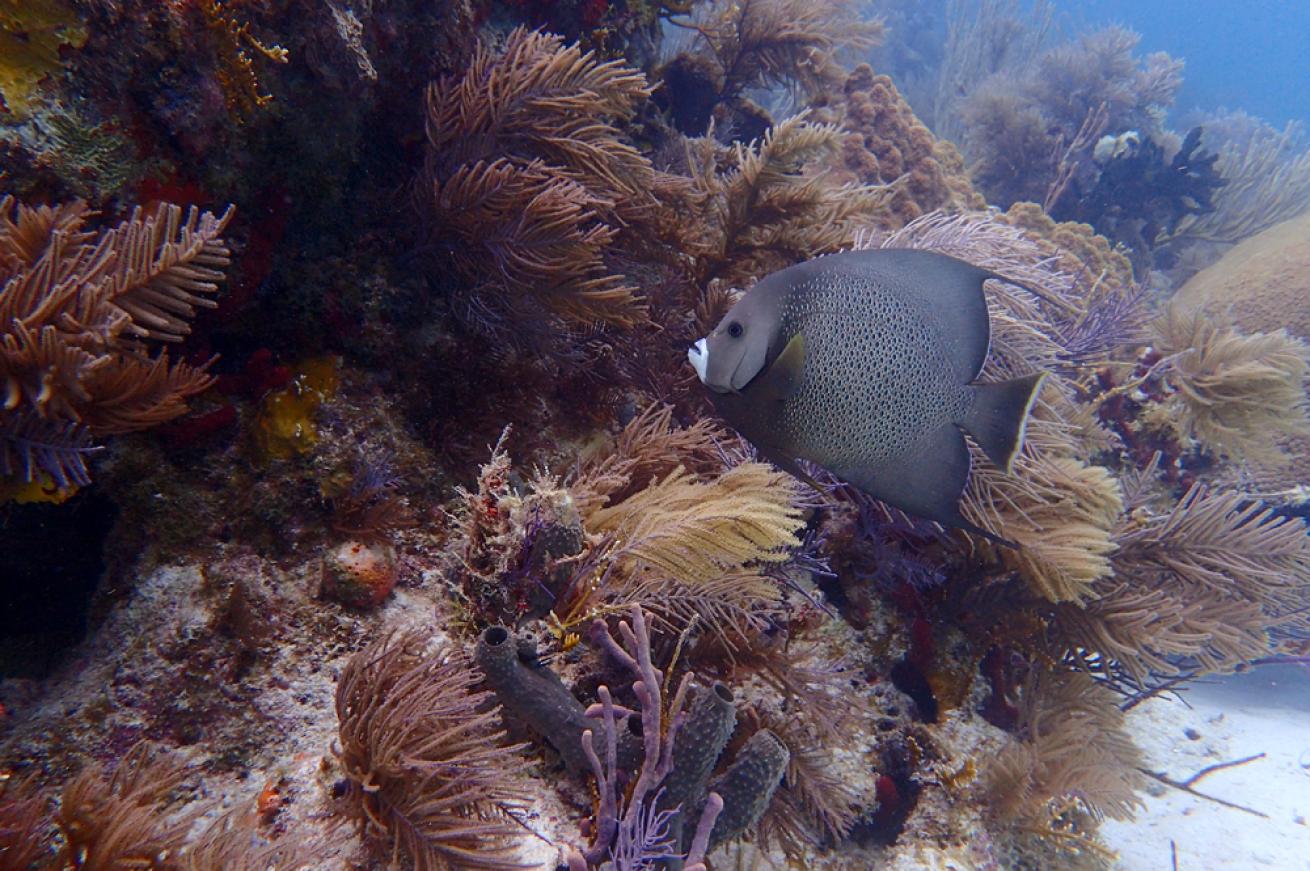 Gray Angelfish, Key Largo, Florida