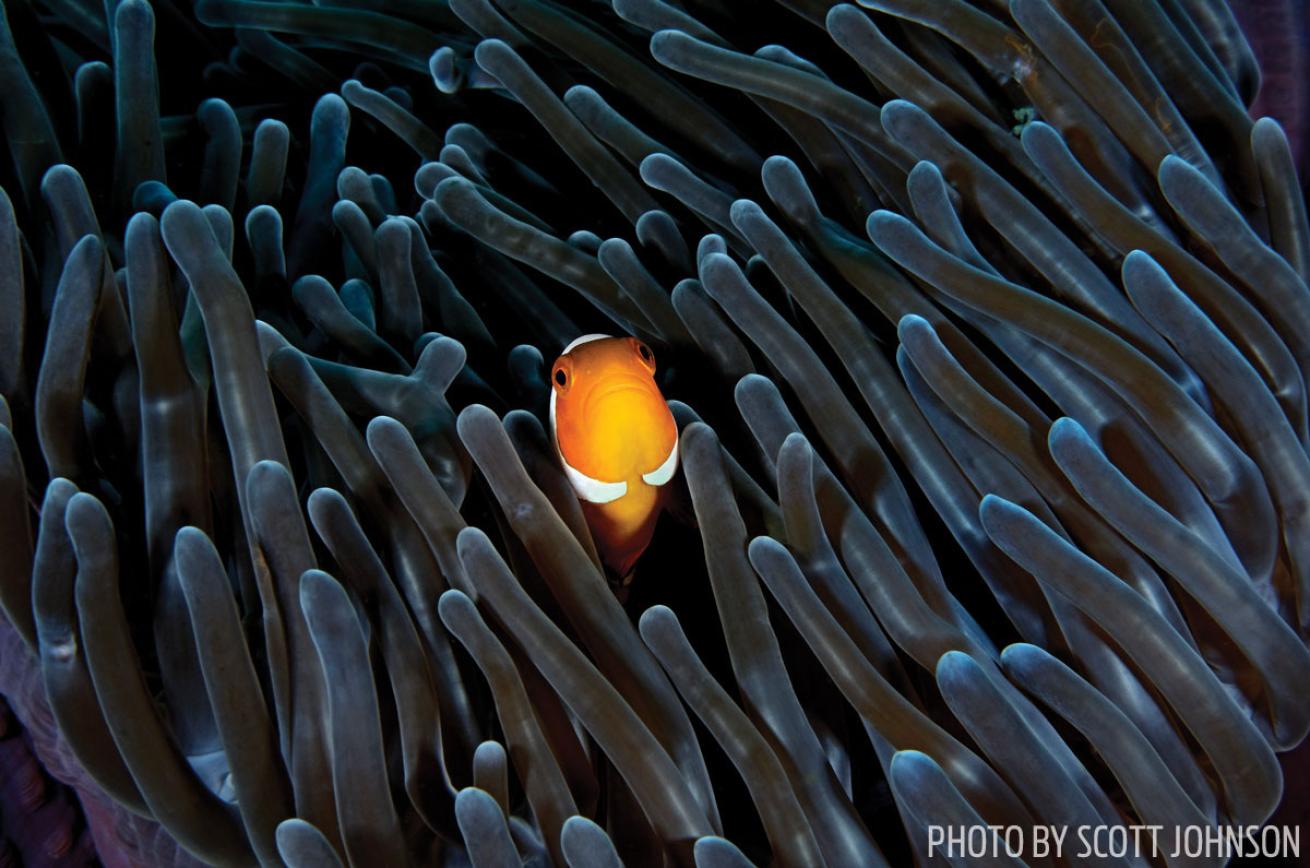 A clownfish swims off the island of Komodo 