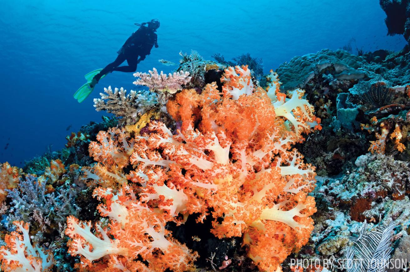 A diver enjoying a bright coral reef in Komodo. 