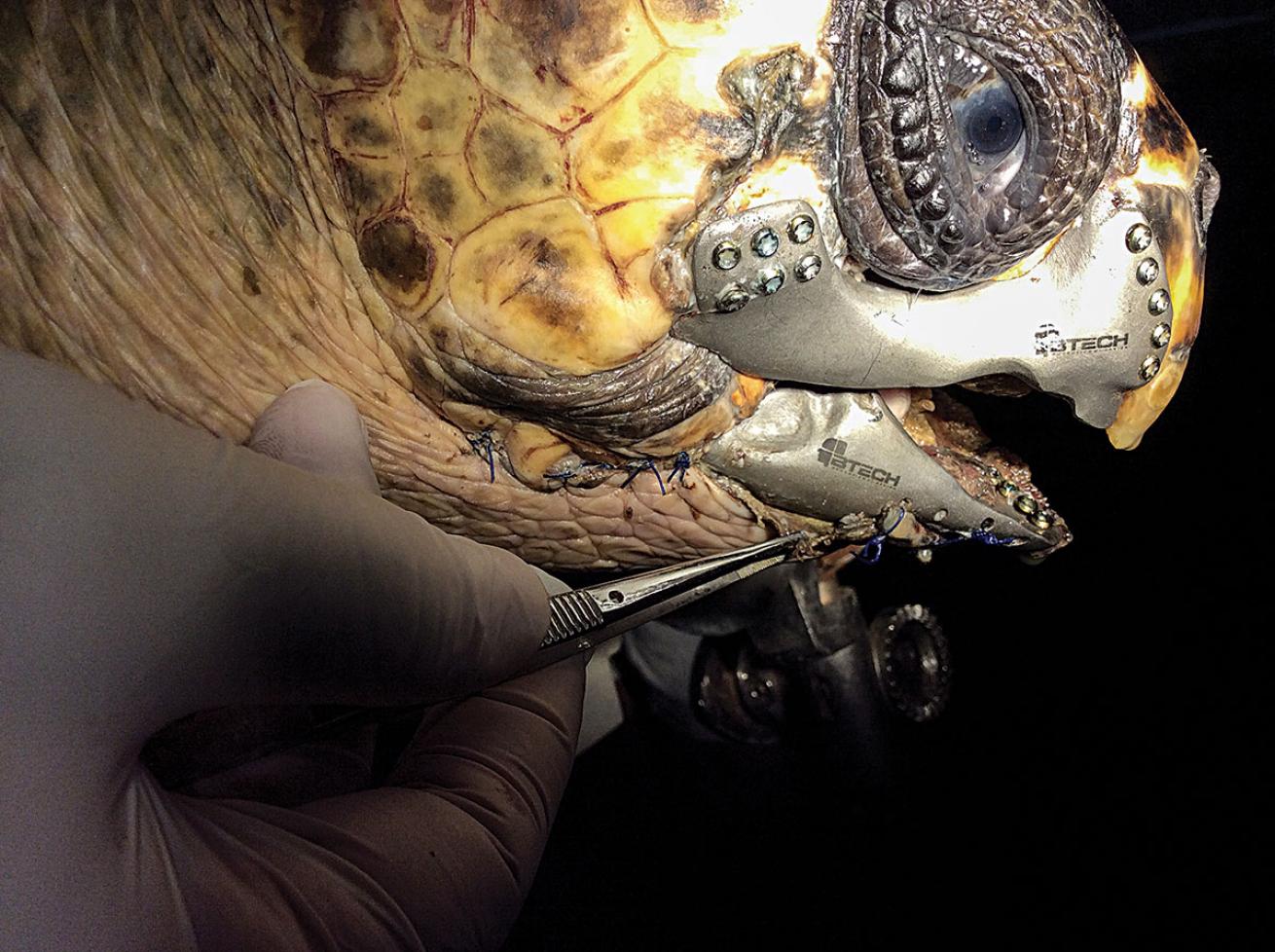 Sea Turtle Gets Titanium Jaw Made with 3-D Printer