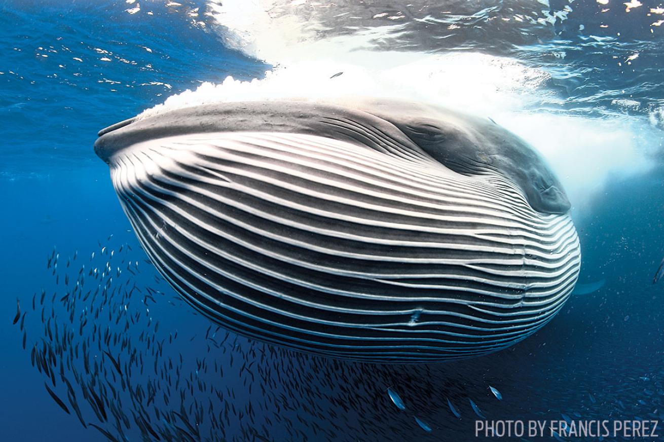 First Place Wide Angle: Whale Underwater Photo