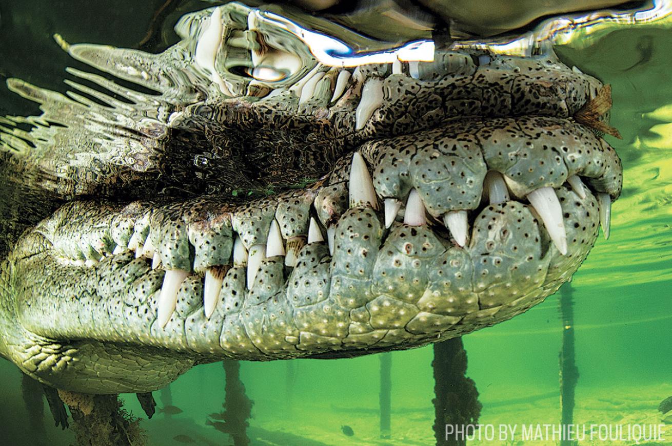 Crocodile in Cuba's Gardens of the Queen